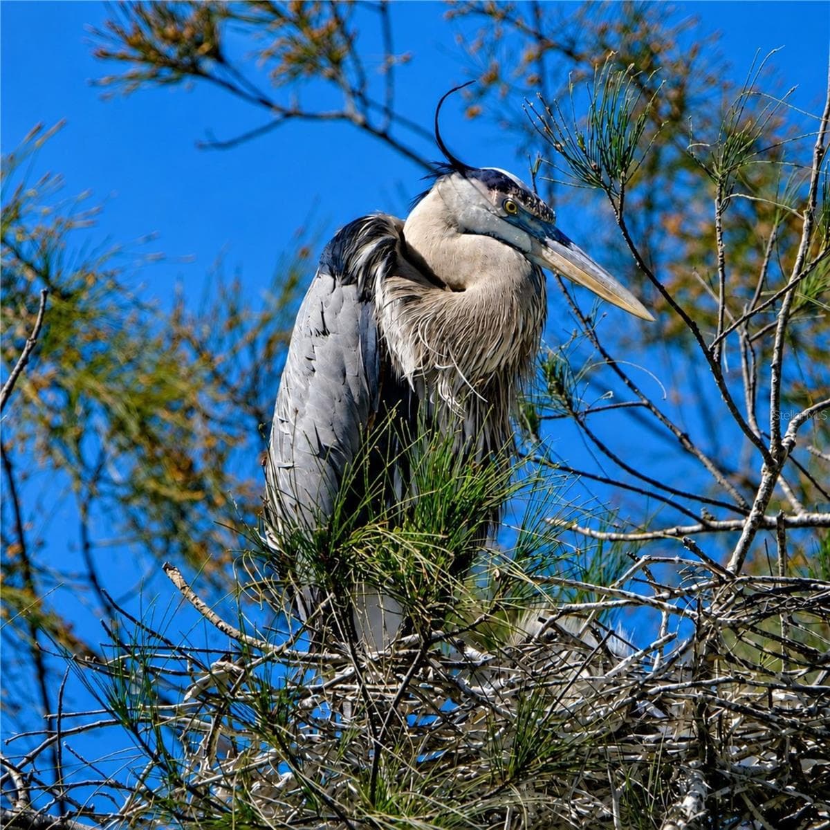 Mt Vernon on Sarasota Bay wildlife - 9425 ANDOVER CIR, BRADENTON