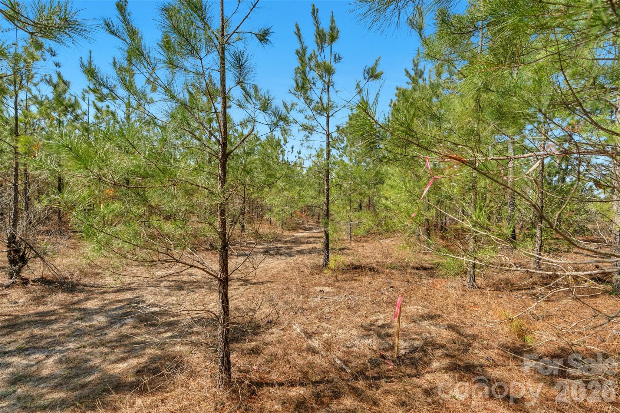 Acreage at 931 Charlie Johnson Road, Kershaw, photo 13 of 35