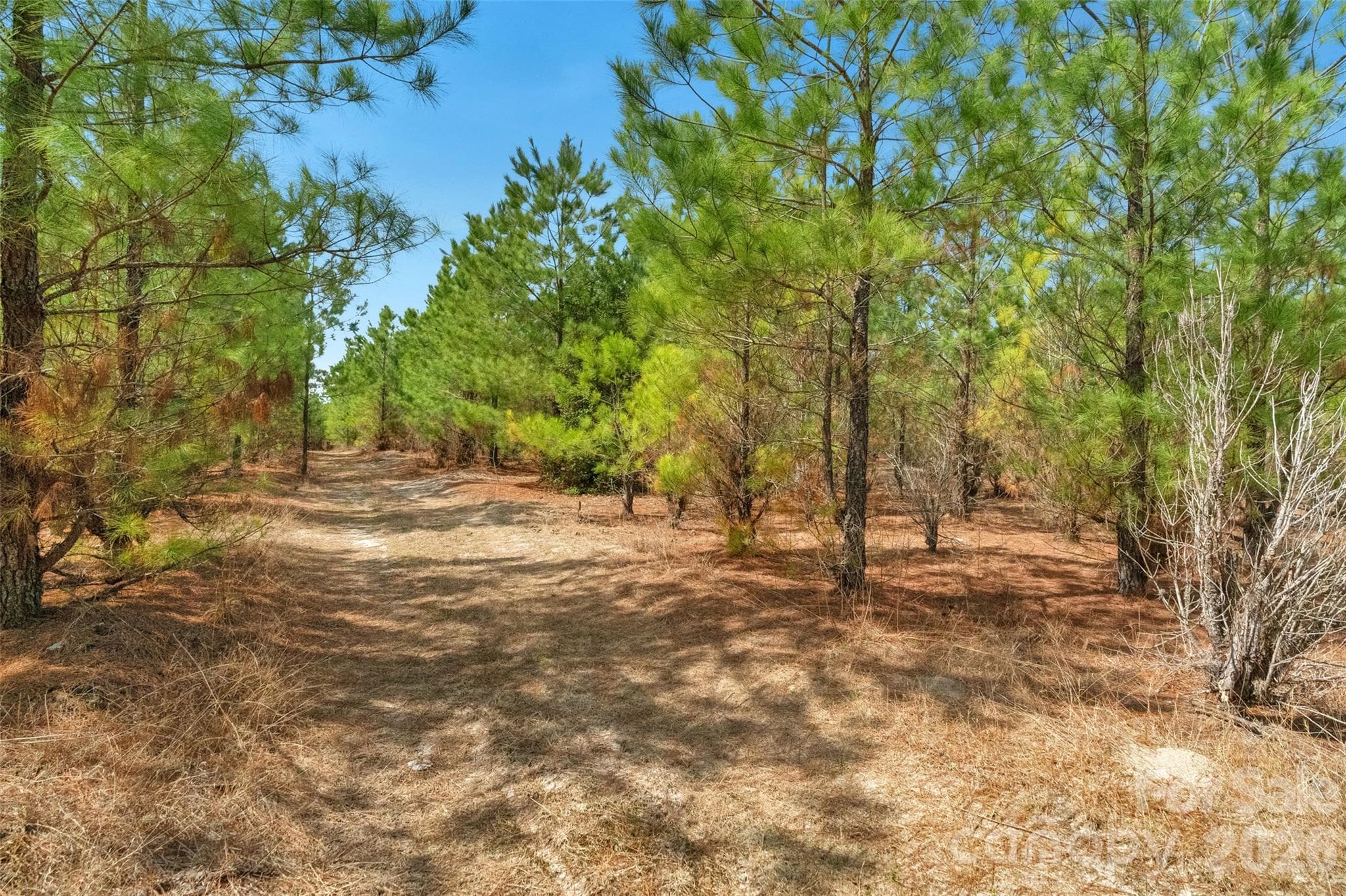 Acreage at 931 Charlie Johnson Road, Kershaw, photo 26 of 35