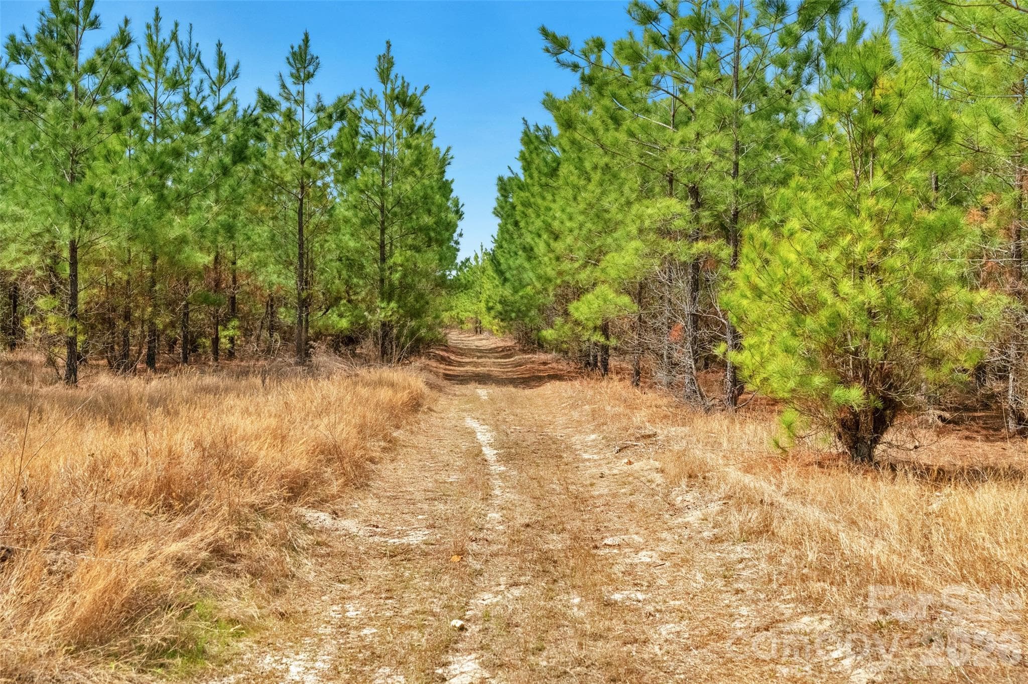 Acreage at 931 Charlie Johnson Road, Kershaw, photo 29 of 35