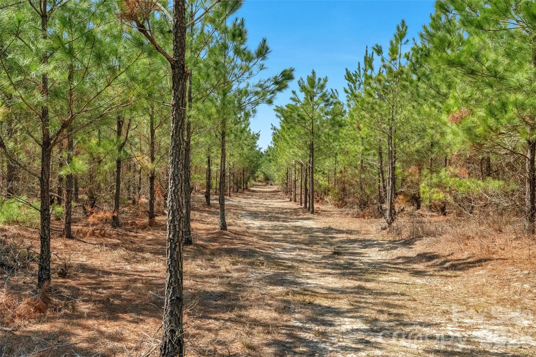 Acreage at 931 Charlie Johnson Road, Kershaw, photo 30 of 35