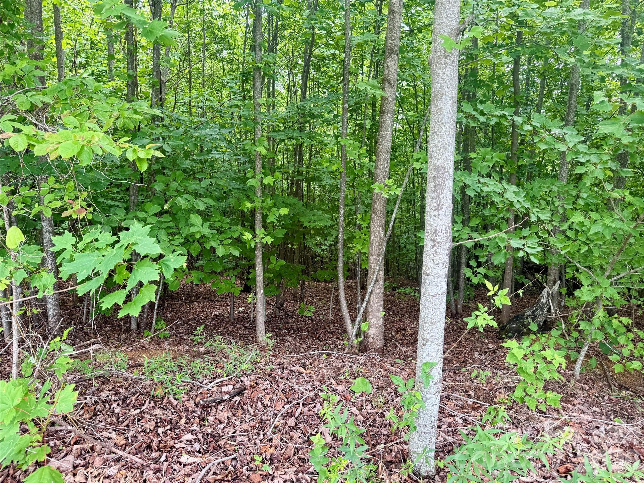Lot at Nebo, photo 3 of 23