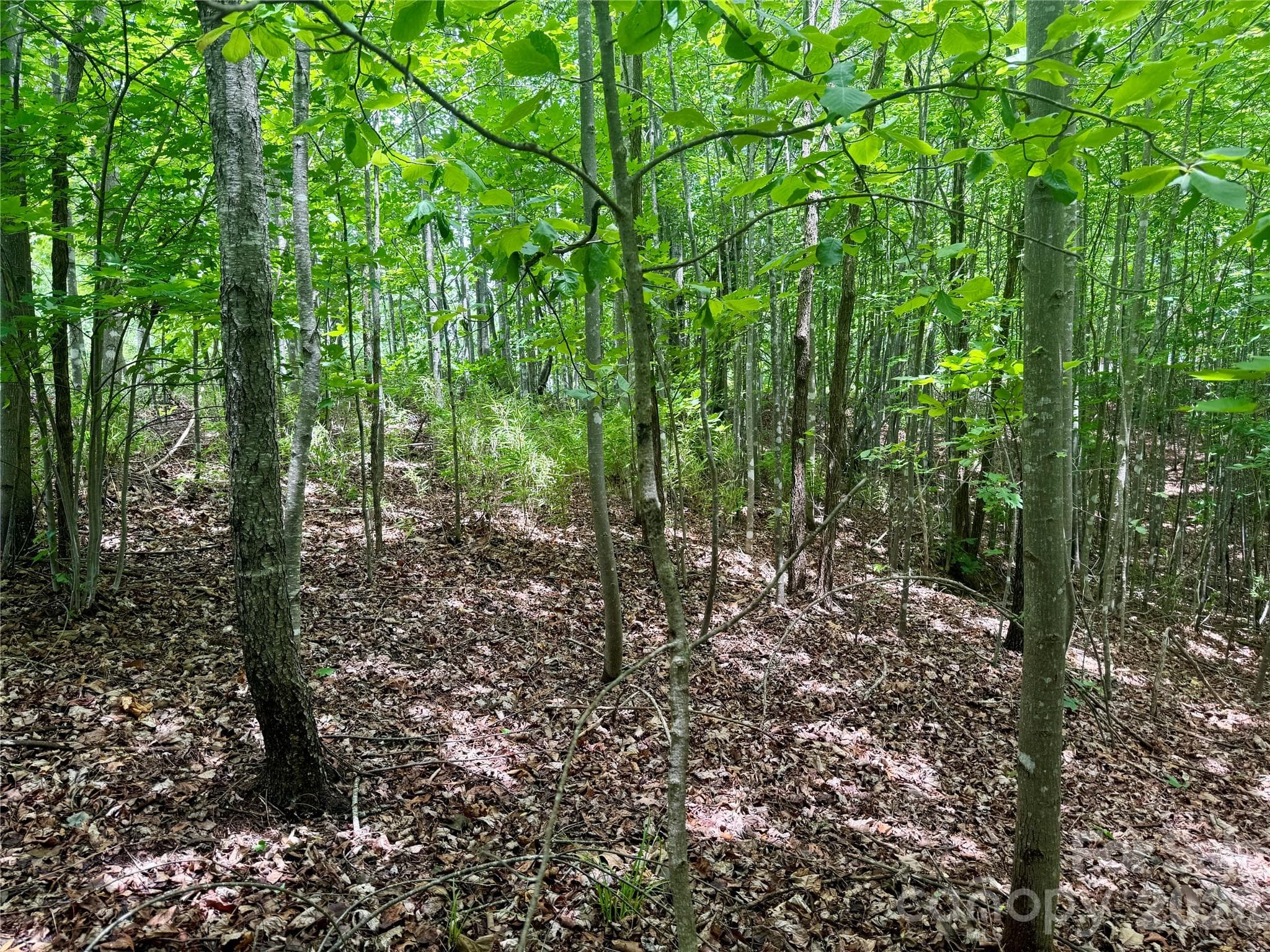 Lot at Nebo, photo 6 of 23