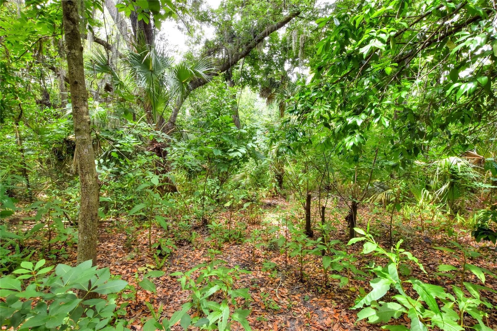 Land at 600 THOMPSON RD, LITHIA, photo 5 of 6