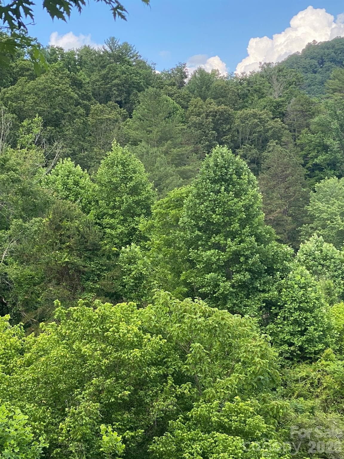 beautiful woods - Marshall