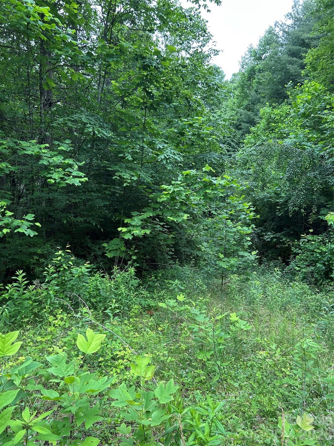 Lot at Hendersonville, photo 5 of 5