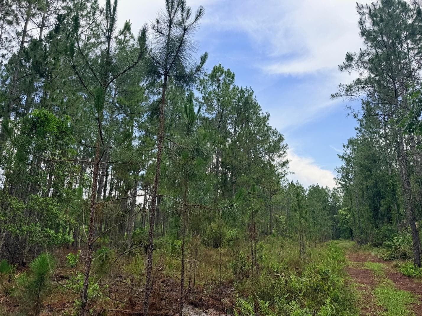 Land at 790 NW 42 TER, CHIEFLAND, photo 42 of 50