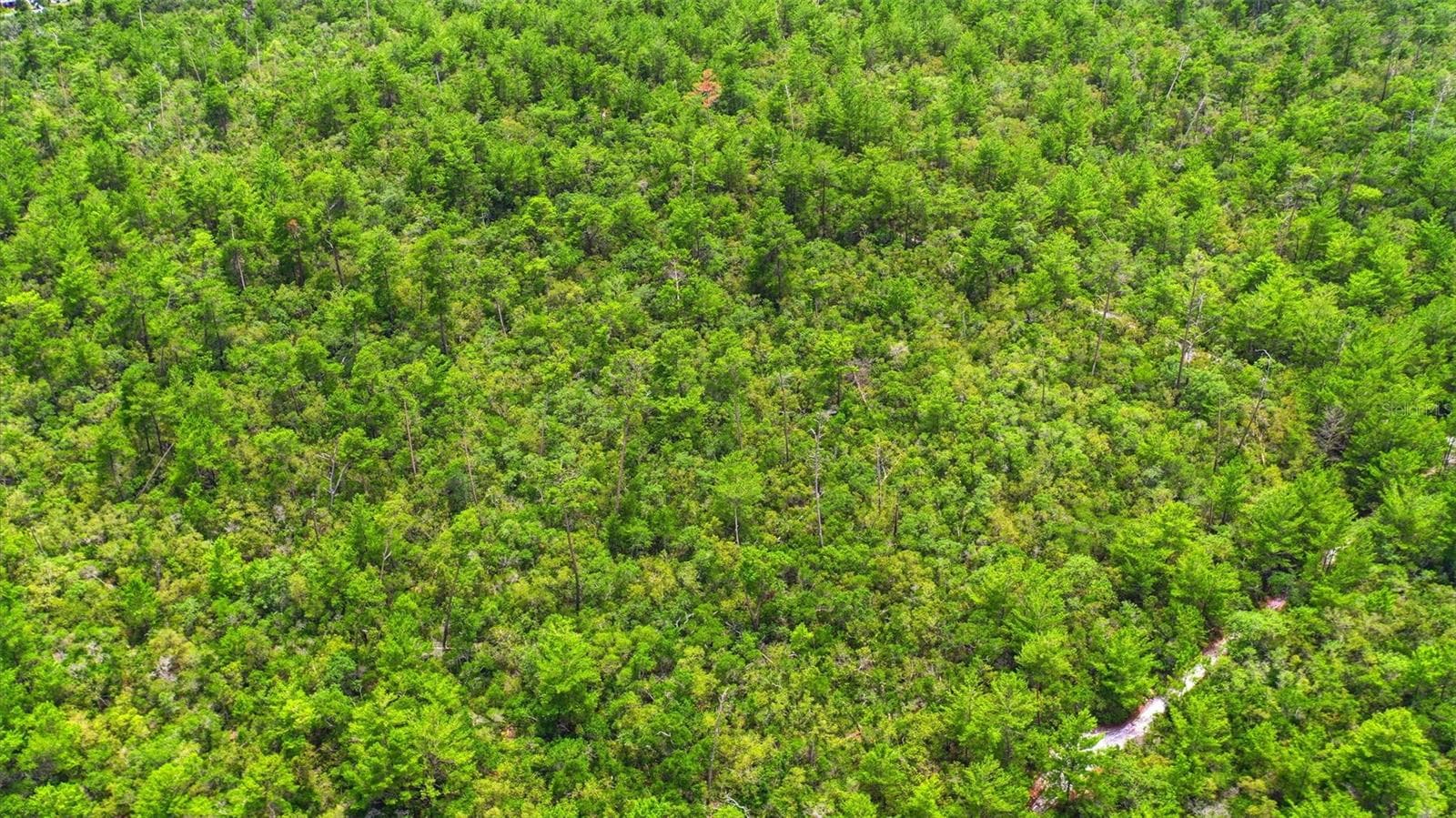 Land at AMELIA (PAPER) AVE, DELTONA, photo 14 of 28