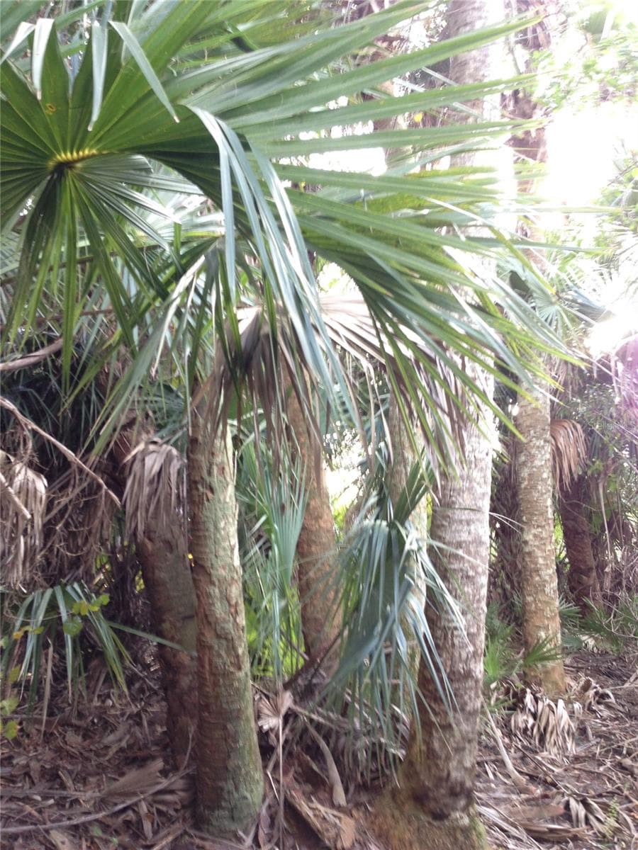 Inside a hammock. - 50670 BERMONT RD, PUNTA GORDA