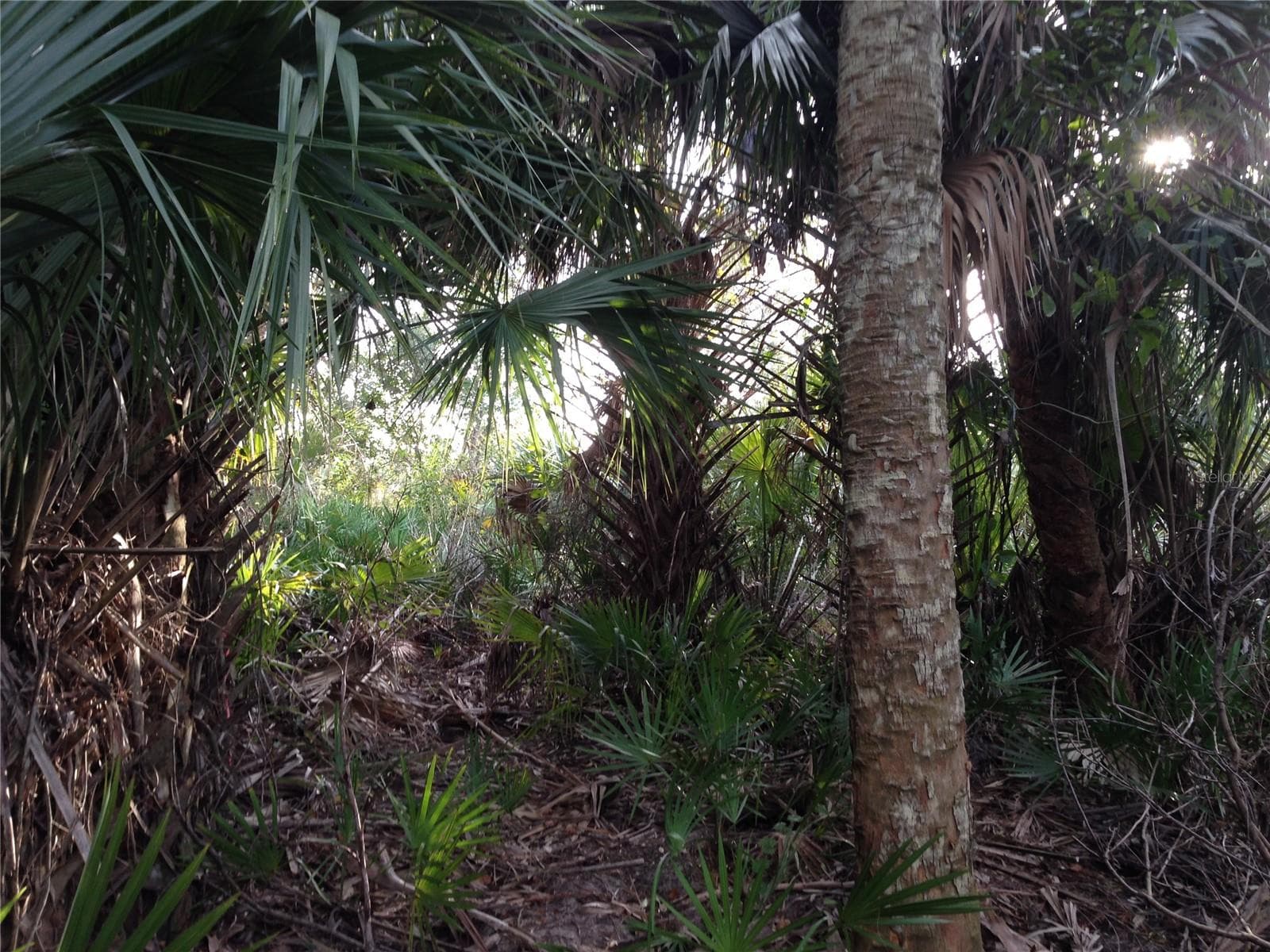 Inside a hammock. - 50670 BERMONT RD, PUNTA GORDA