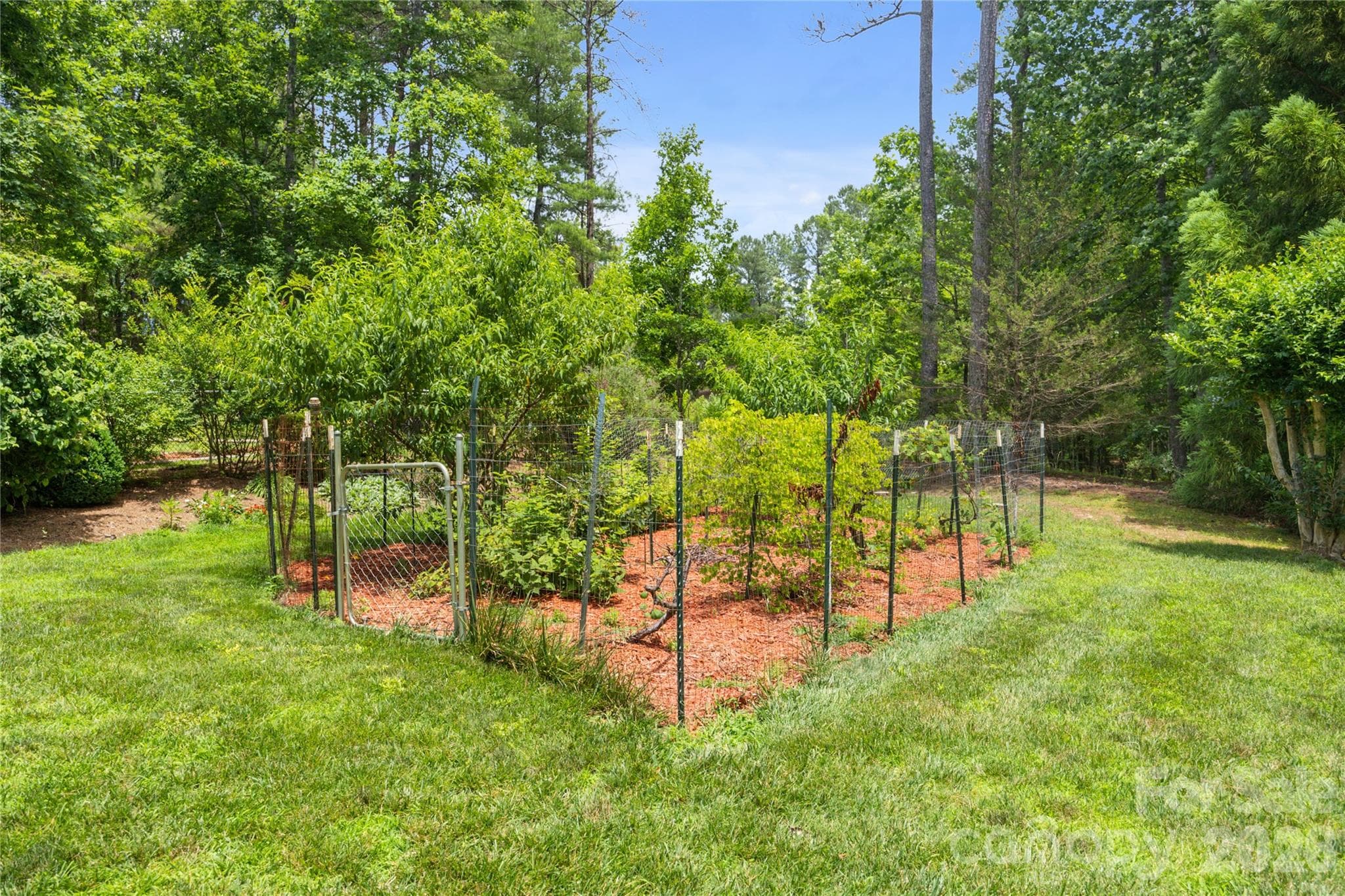 Fruit trees and berry bushes - 214 Harbor Ridge Drive, Connelly Springs