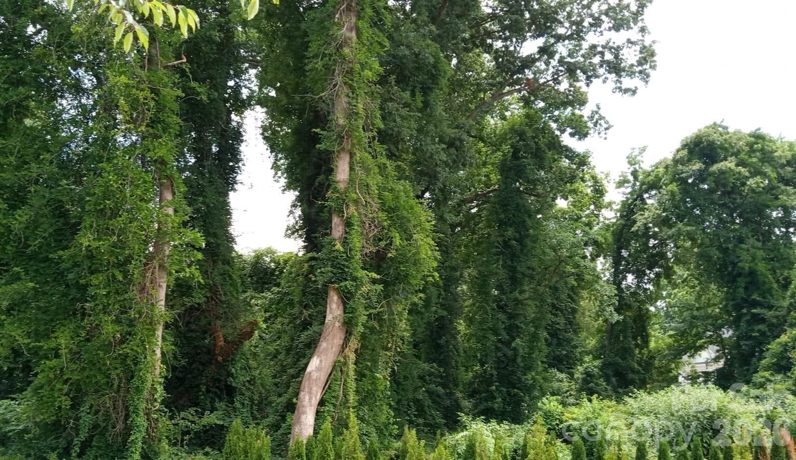 Lot at Belmont, photo 2 of 2
