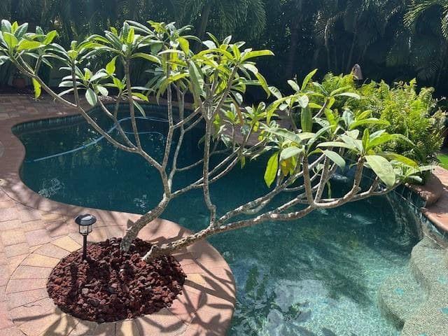 Backyard In Full Bloom - 10651 LANGEFIELD ST, ORLANDO