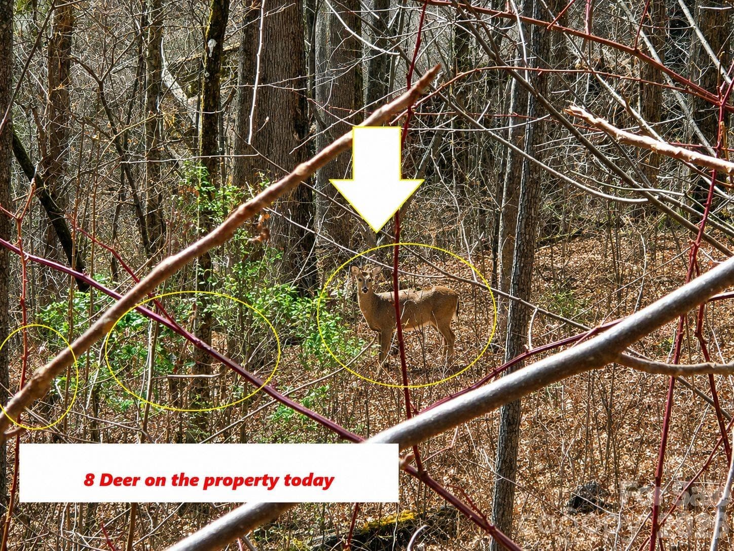 Lot at Waynesville, photo 2 of 15