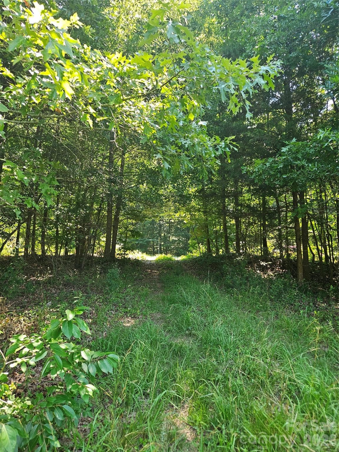 ENTRY TO SITE BETWEEN TREES - 16.70ac Providence Road S, Waxhaw