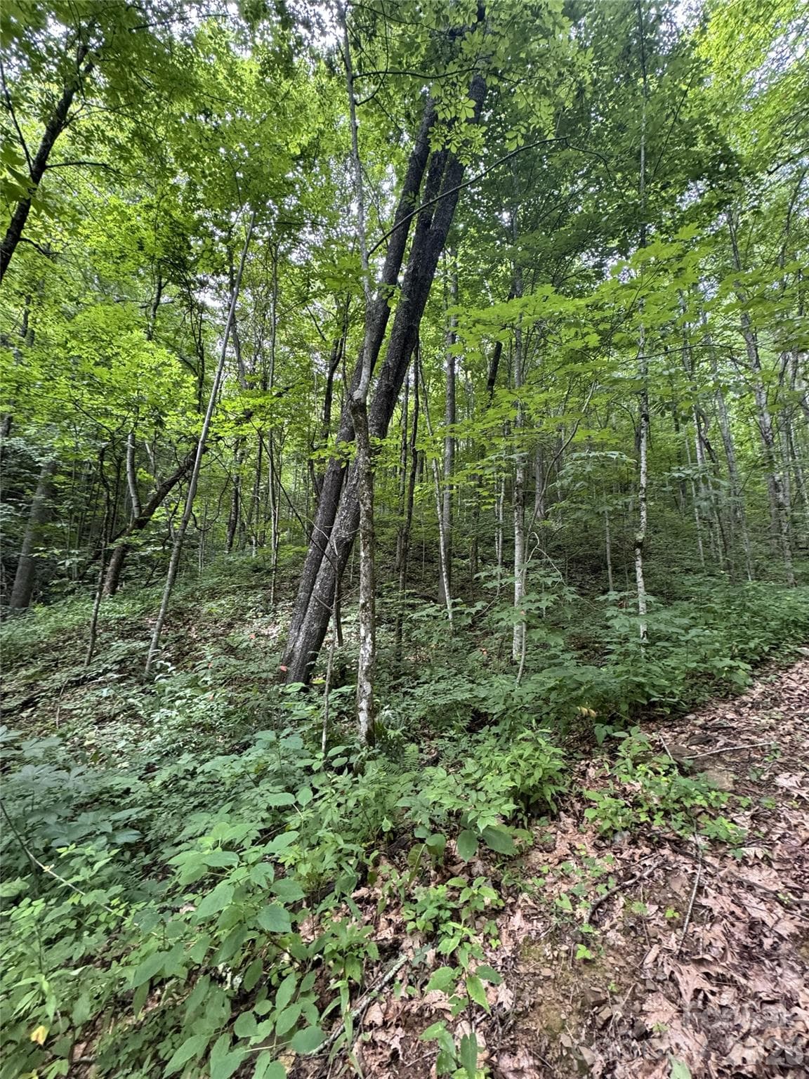 Lot at 1873 Unahala Creek Drive, Bryson City, photo 4 of 11