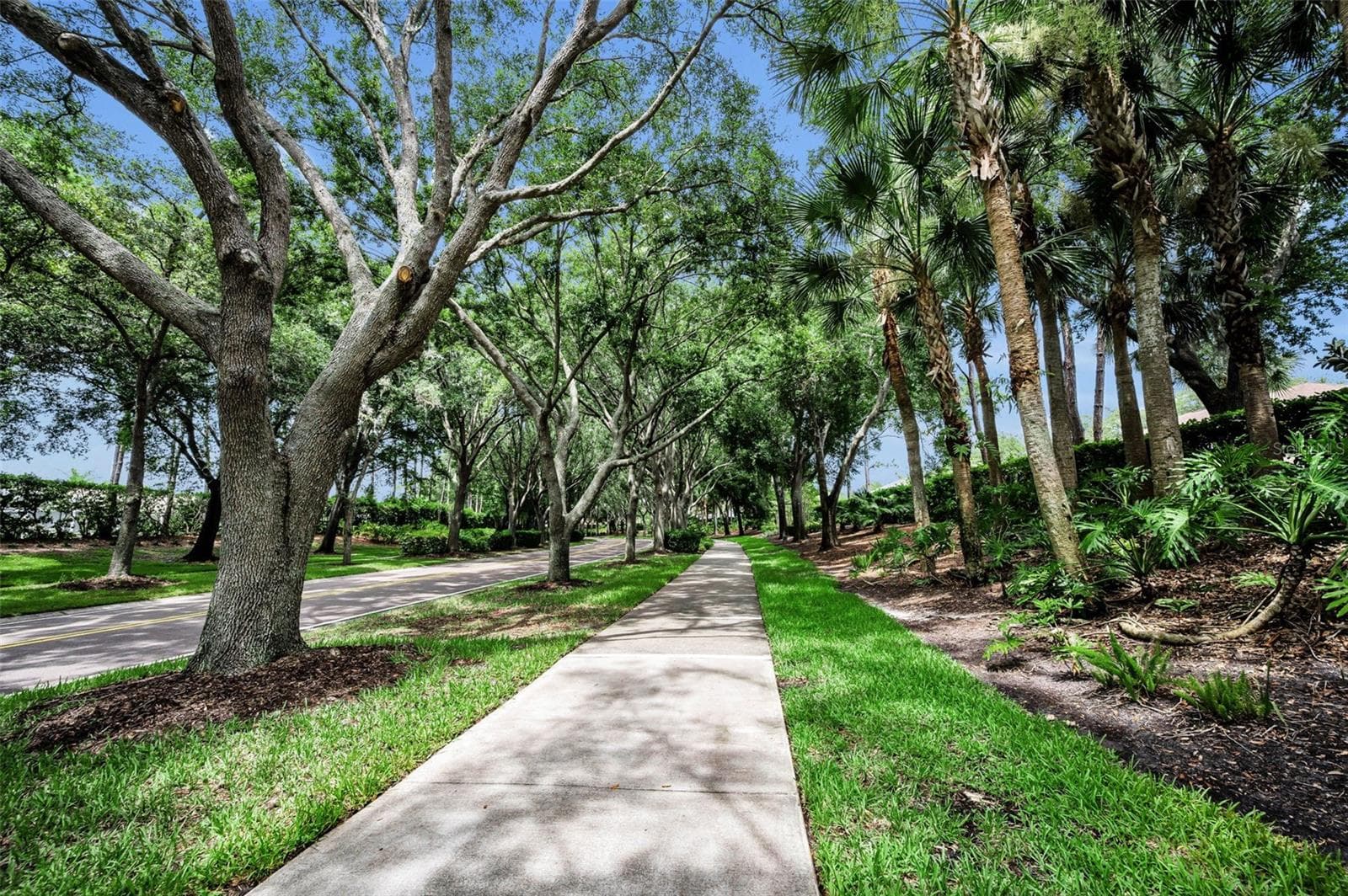 One of many shaded walking paths in Lansbrook - 4084 LIGUSTRUM DR, PALM HARBOR