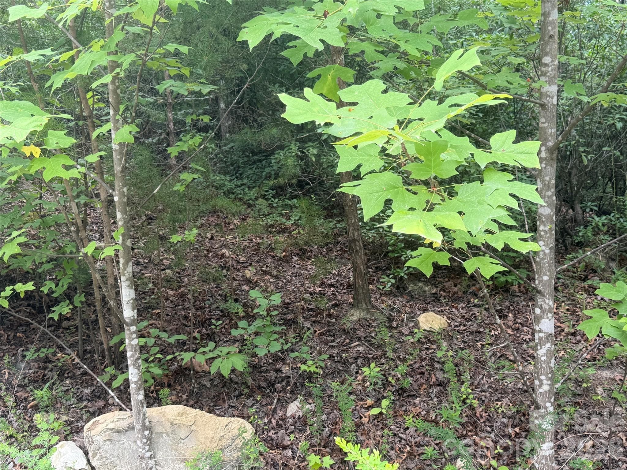 Lot at 6 Dobsons Knob Loop, Marion, photo 3 of 14