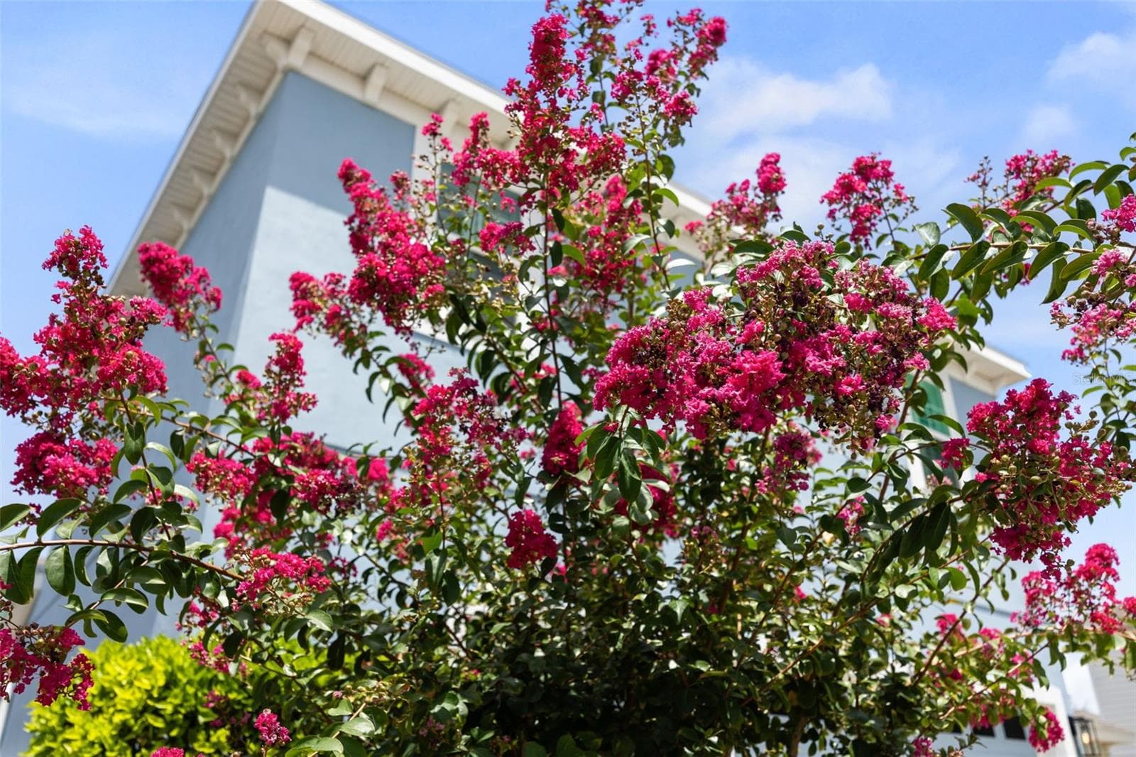 Mature Landscaping - 510 WINTERSIDE DR, APOLLO BEACH