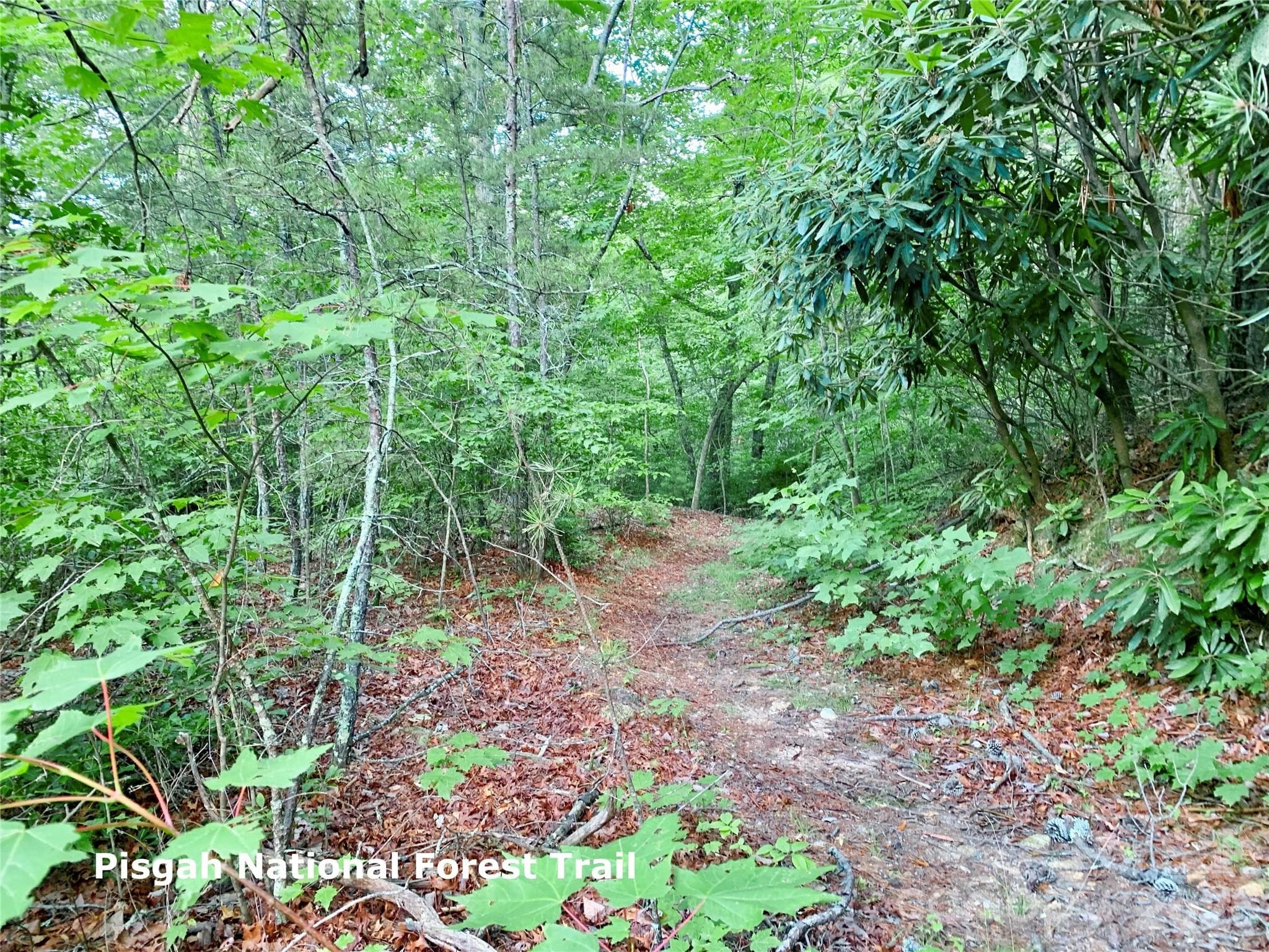 Pisgah National Forest Trail - Lot 23 Bear Track Lane, Lenoir