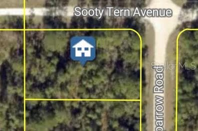 SOOTY TERN AVE