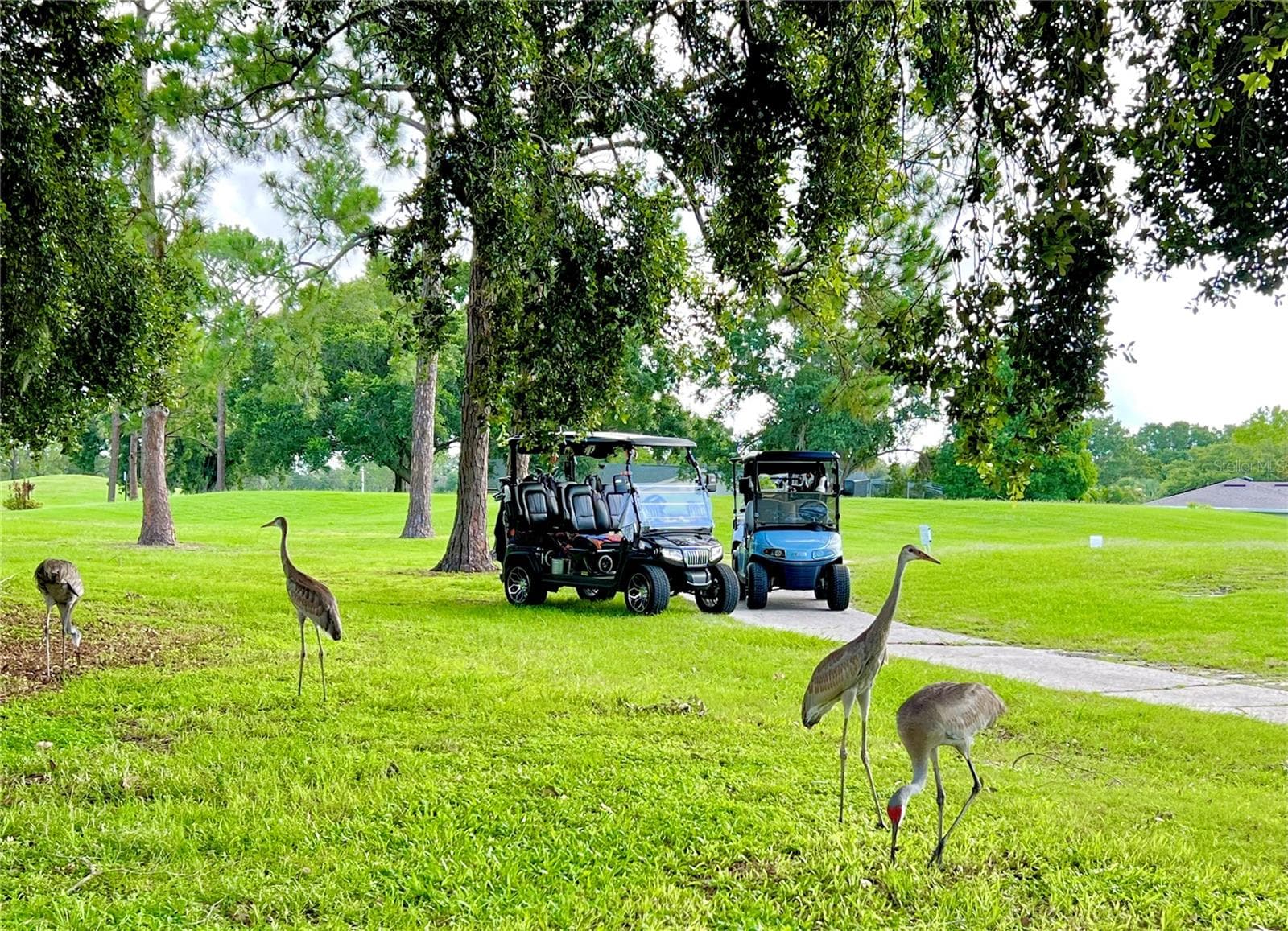The sandhill cranes say to buy this home! - 3158 BEAUCHAMP CT, WINTER HAVEN