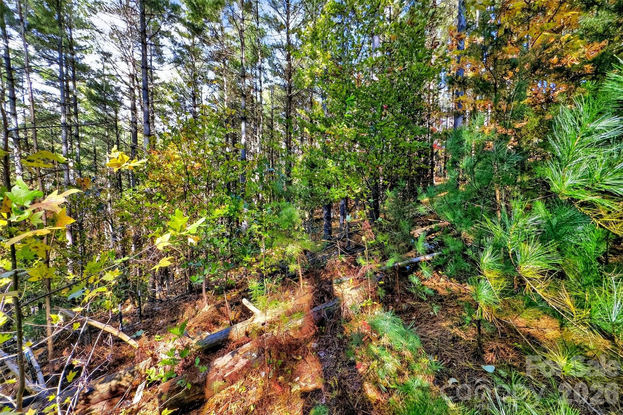 Lot at Nebo, photo 3 of 36