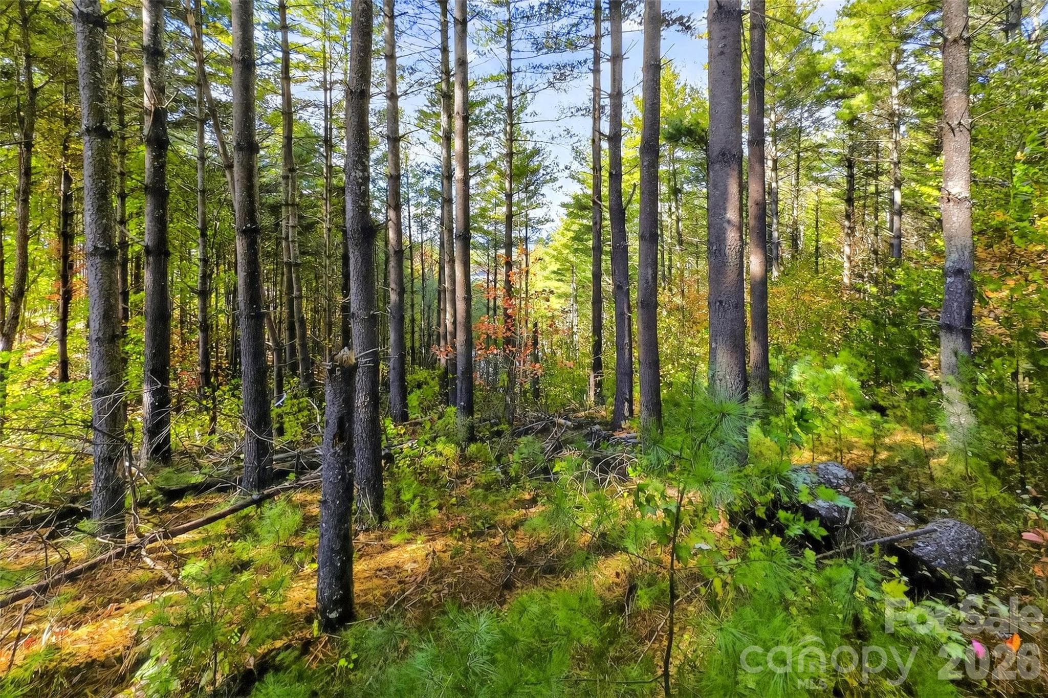 Lot at Nebo, photo 4 of 36
