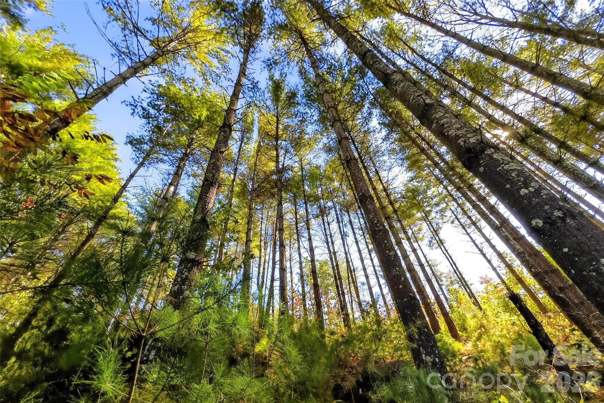 Lot at Nebo, photo 7 of 36