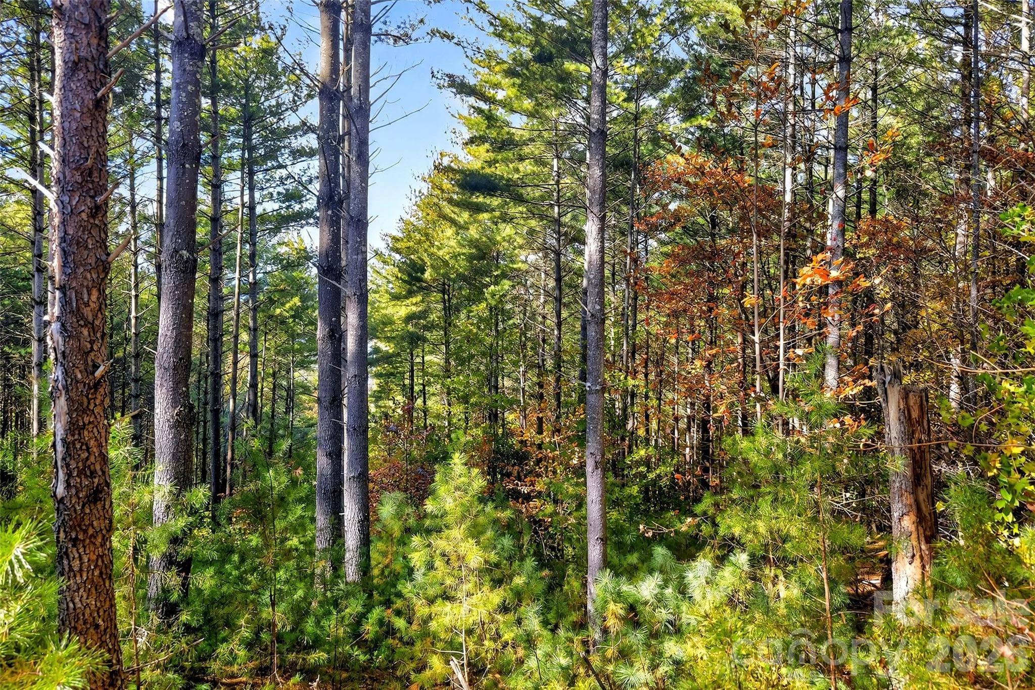 Lot at Nebo, photo 9 of 36