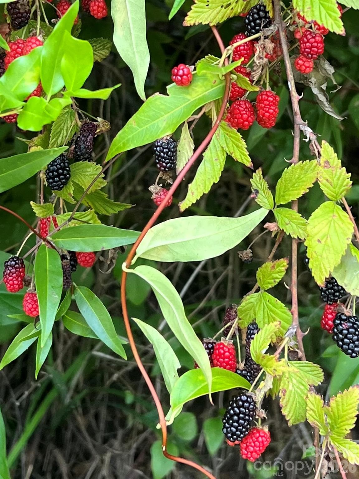 Wild blackberry bushes - 3448 Center Road, Chester