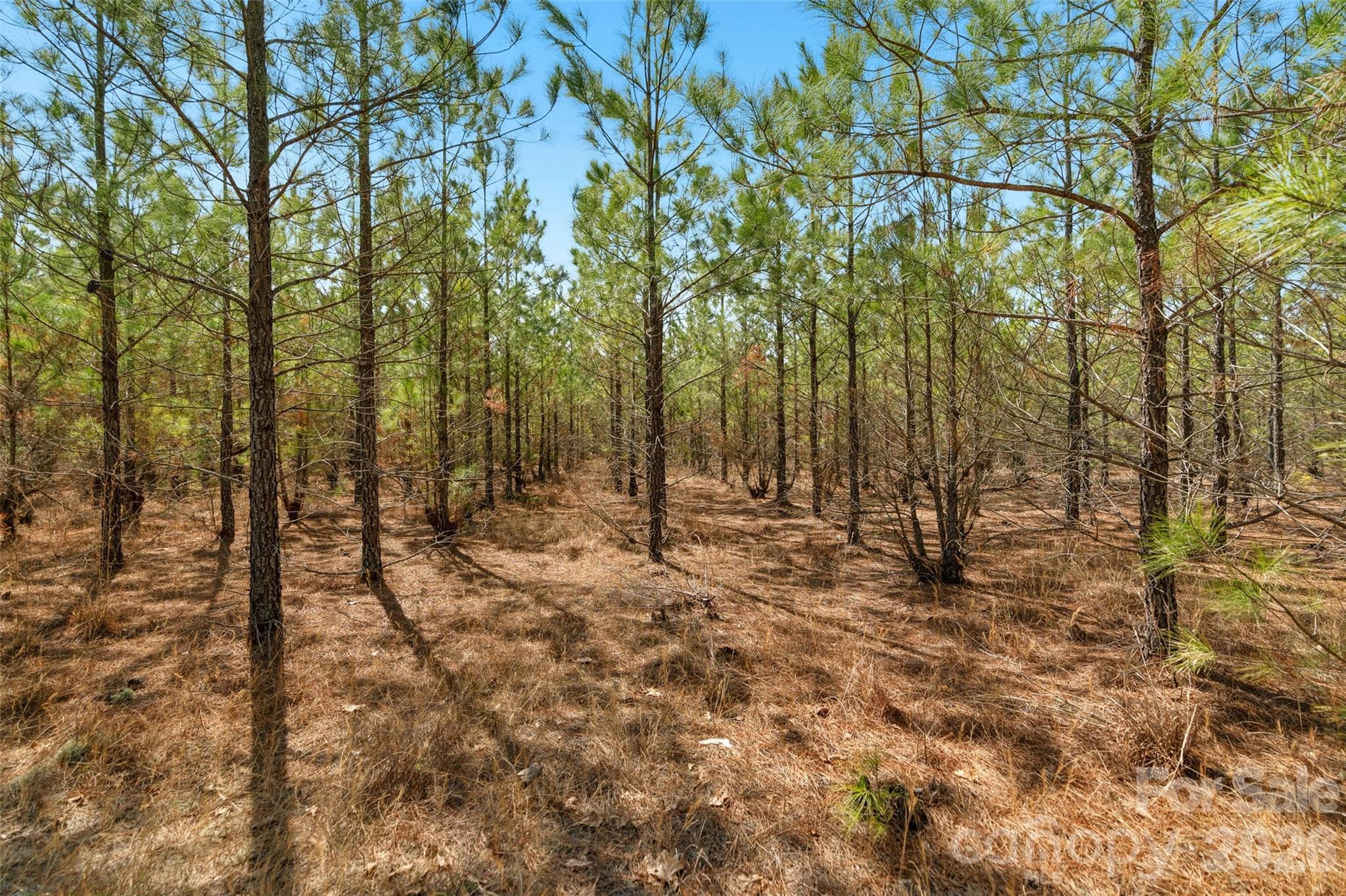 Acreage at 931 Charlie Johnson Road, Kershaw, photo 10 of 35
