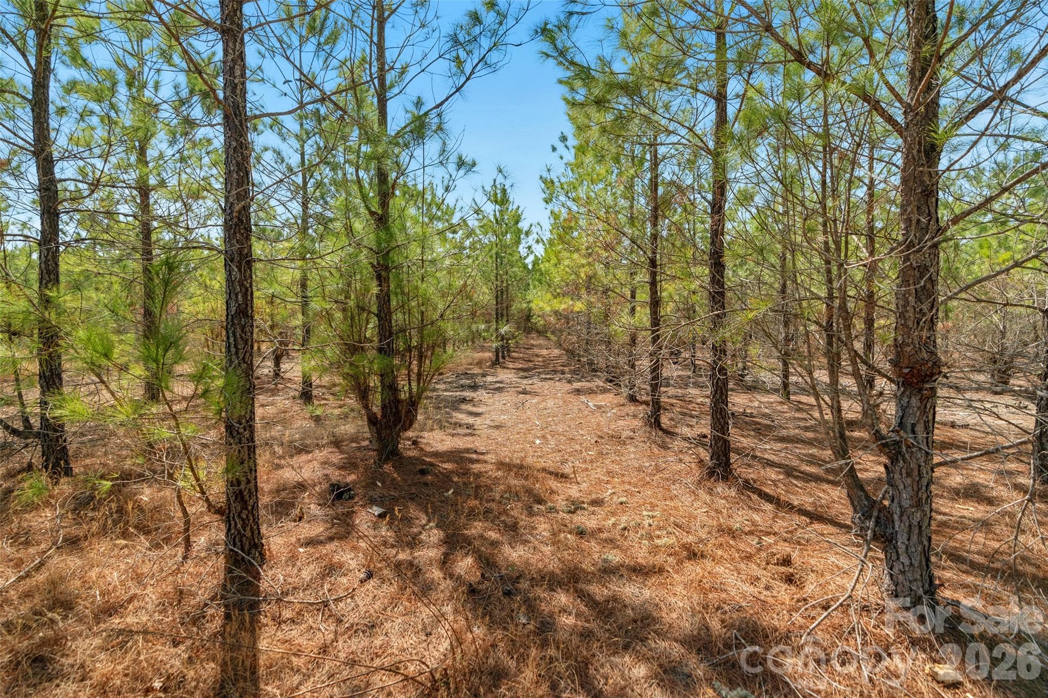 Acreage at 931 Charlie Johnson Road, Kershaw, photo 12 of 35