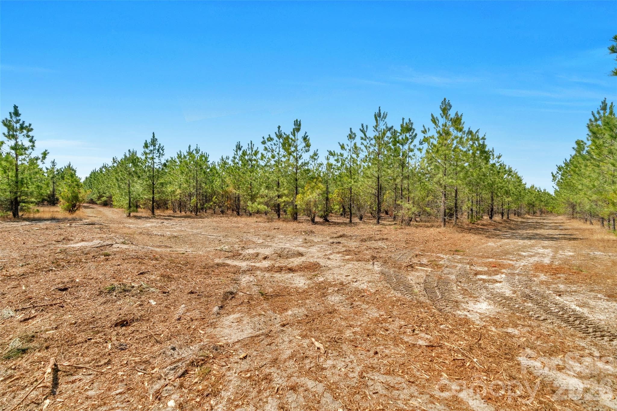 Acreage at 931 Charlie Johnson Road, Kershaw, photo 14 of 35