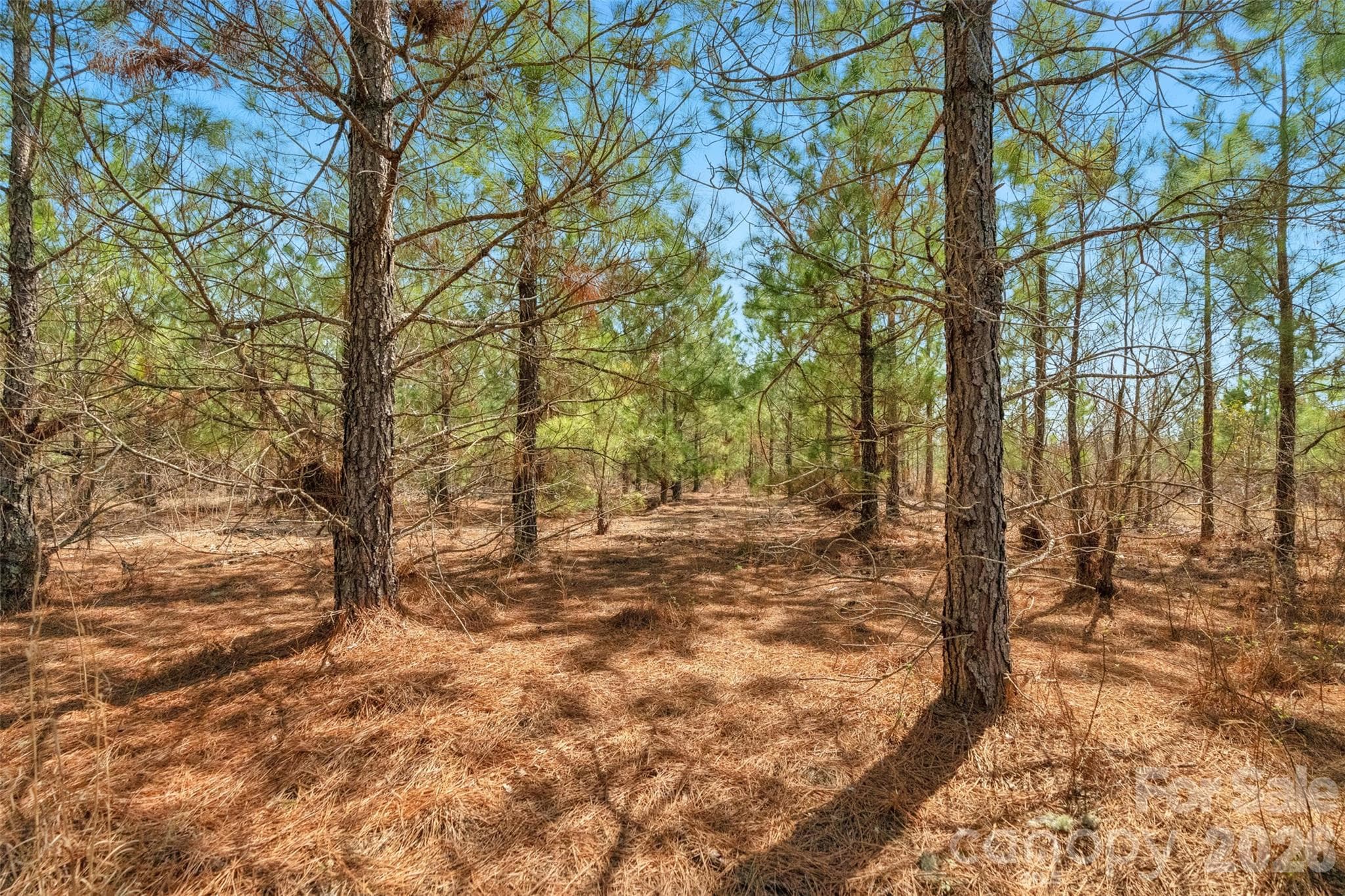 Acreage at 931 Charlie Johnson Road, Kershaw, photo 20 of 35