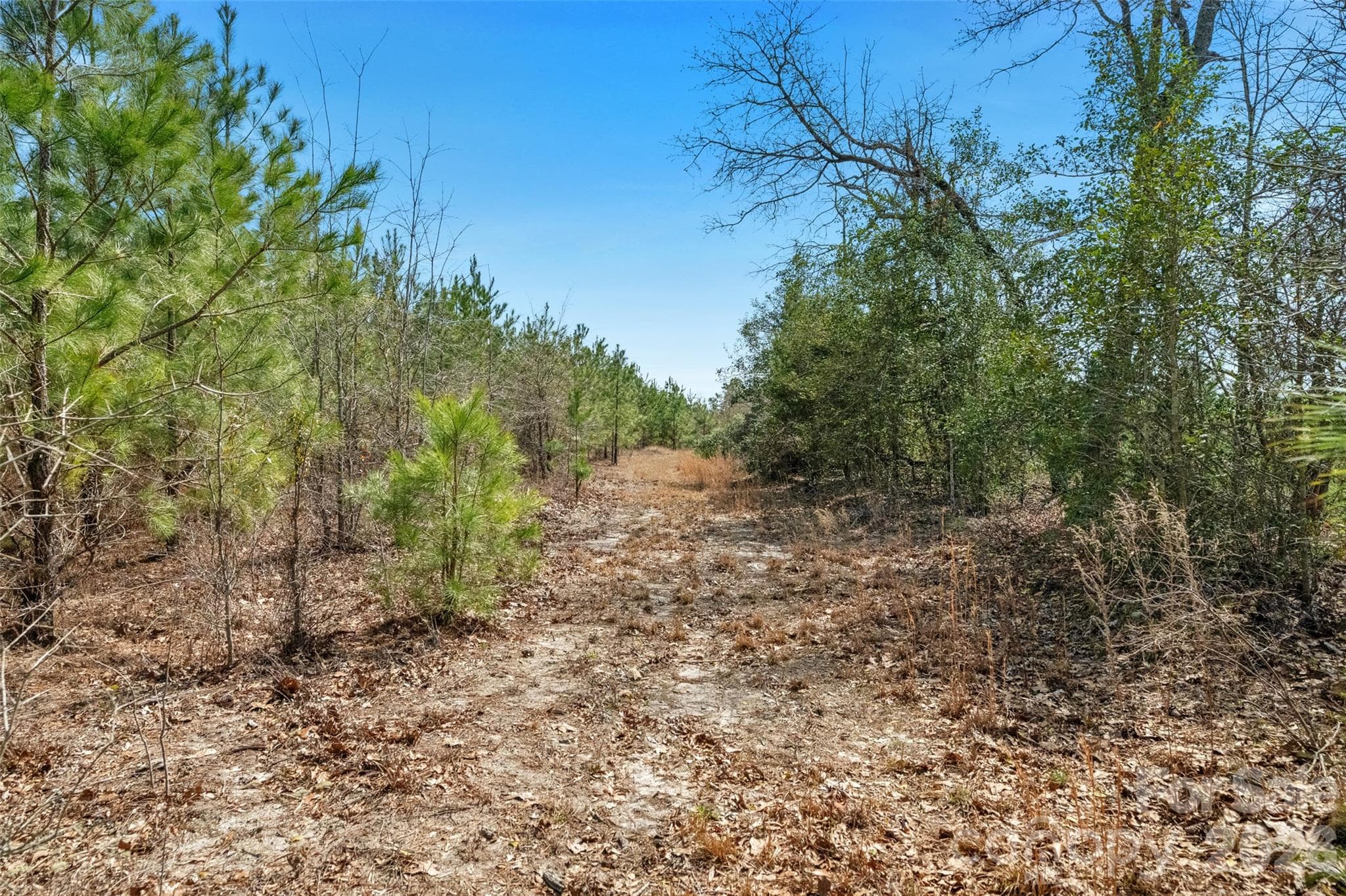 Acreage at 931 Charlie Johnson Road, Kershaw, photo 23 of 35