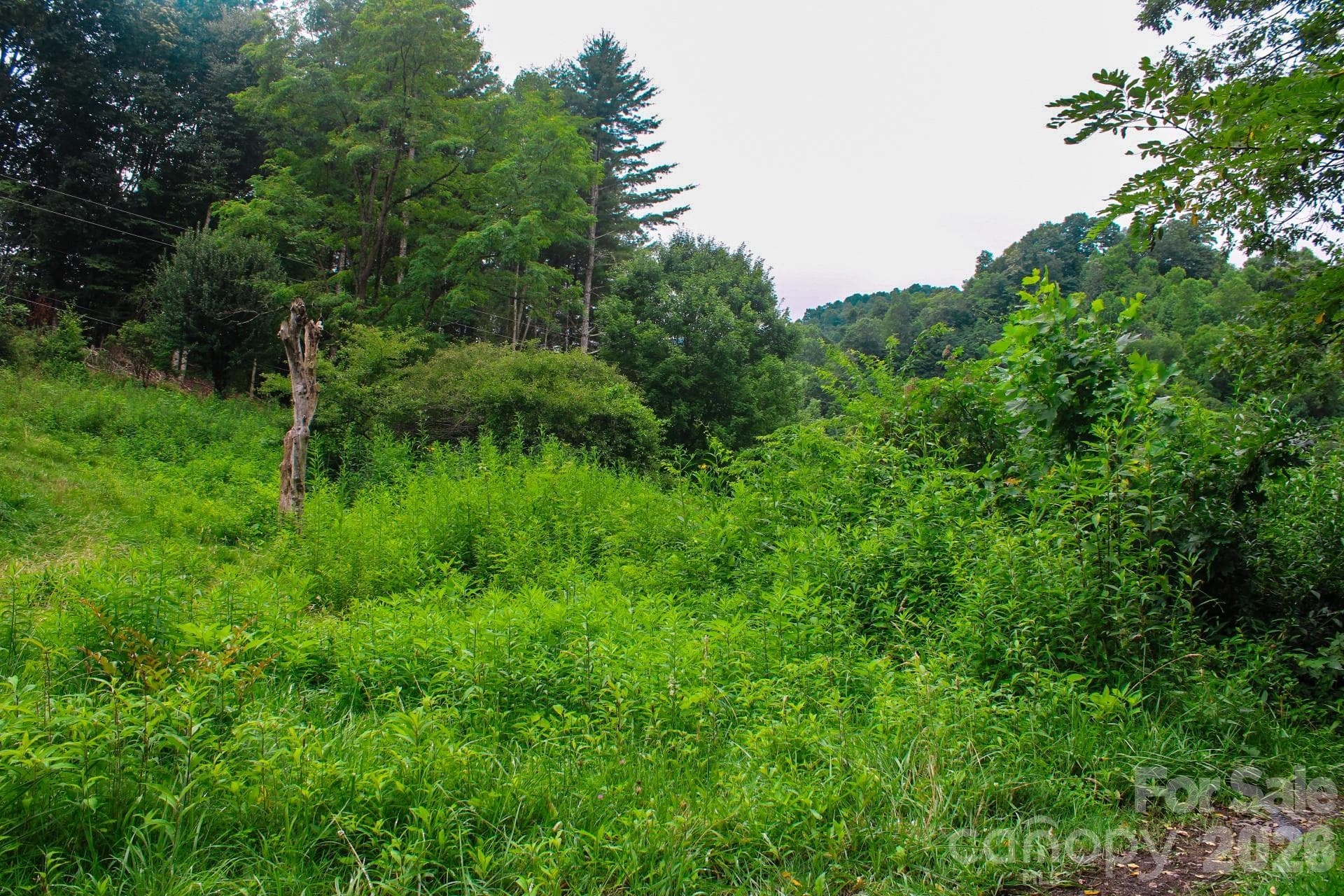 Acreage at 3454 Puncheon Fork Road, Mars Hill, photo 18 of 42