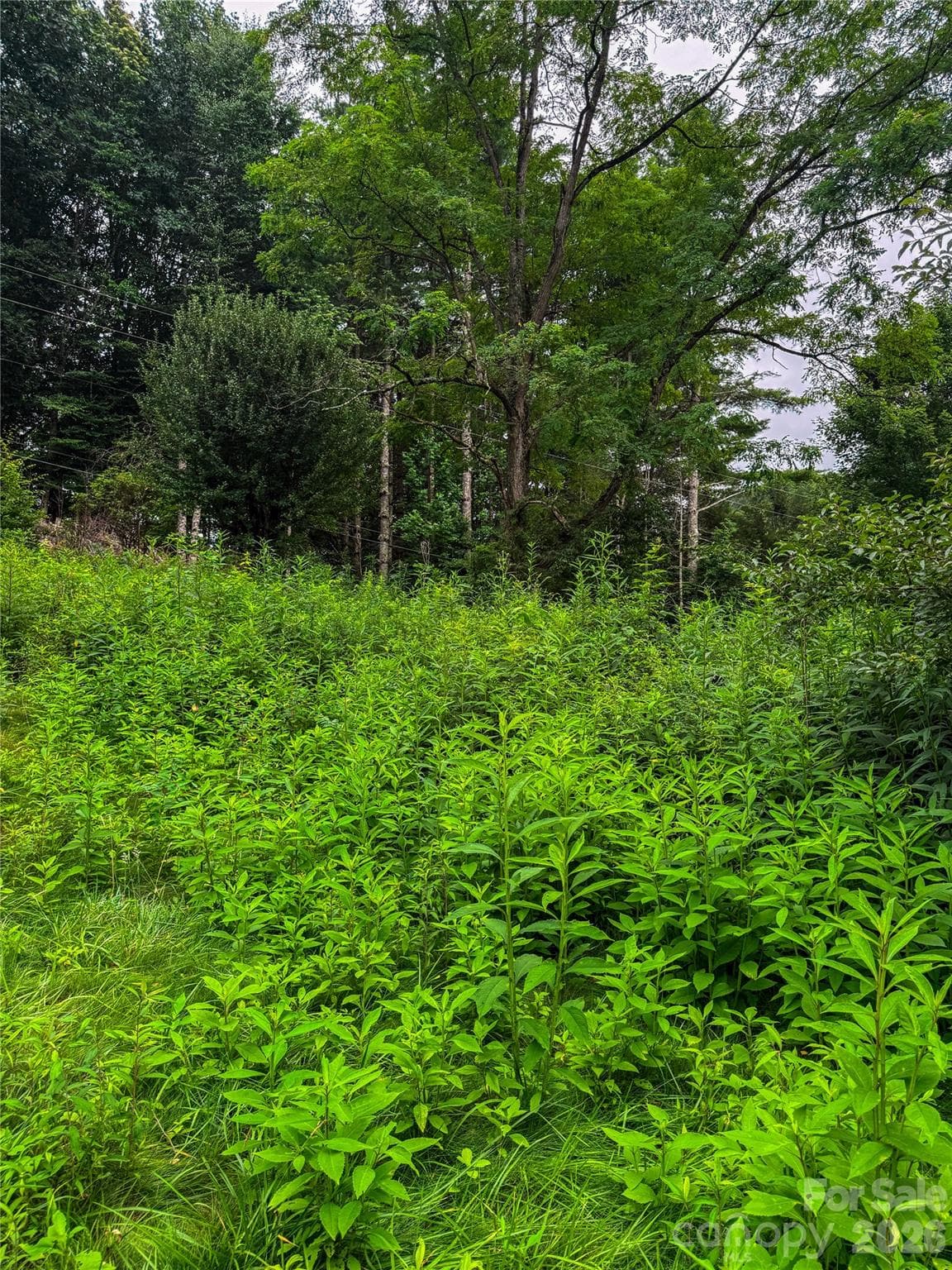Acreage at 3454 Puncheon Fork Road, Mars Hill, photo 40 of 42