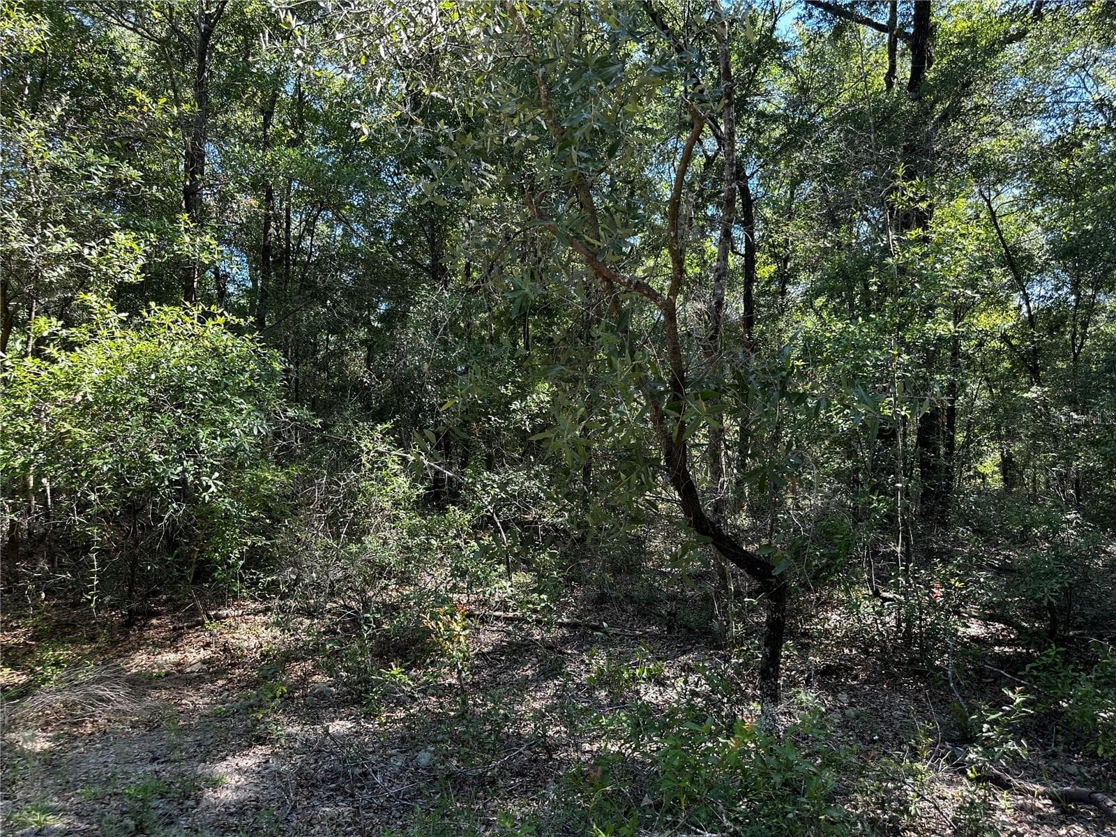 Land at TBD NE 81ST ST, BRONSON, photo 17 of 23