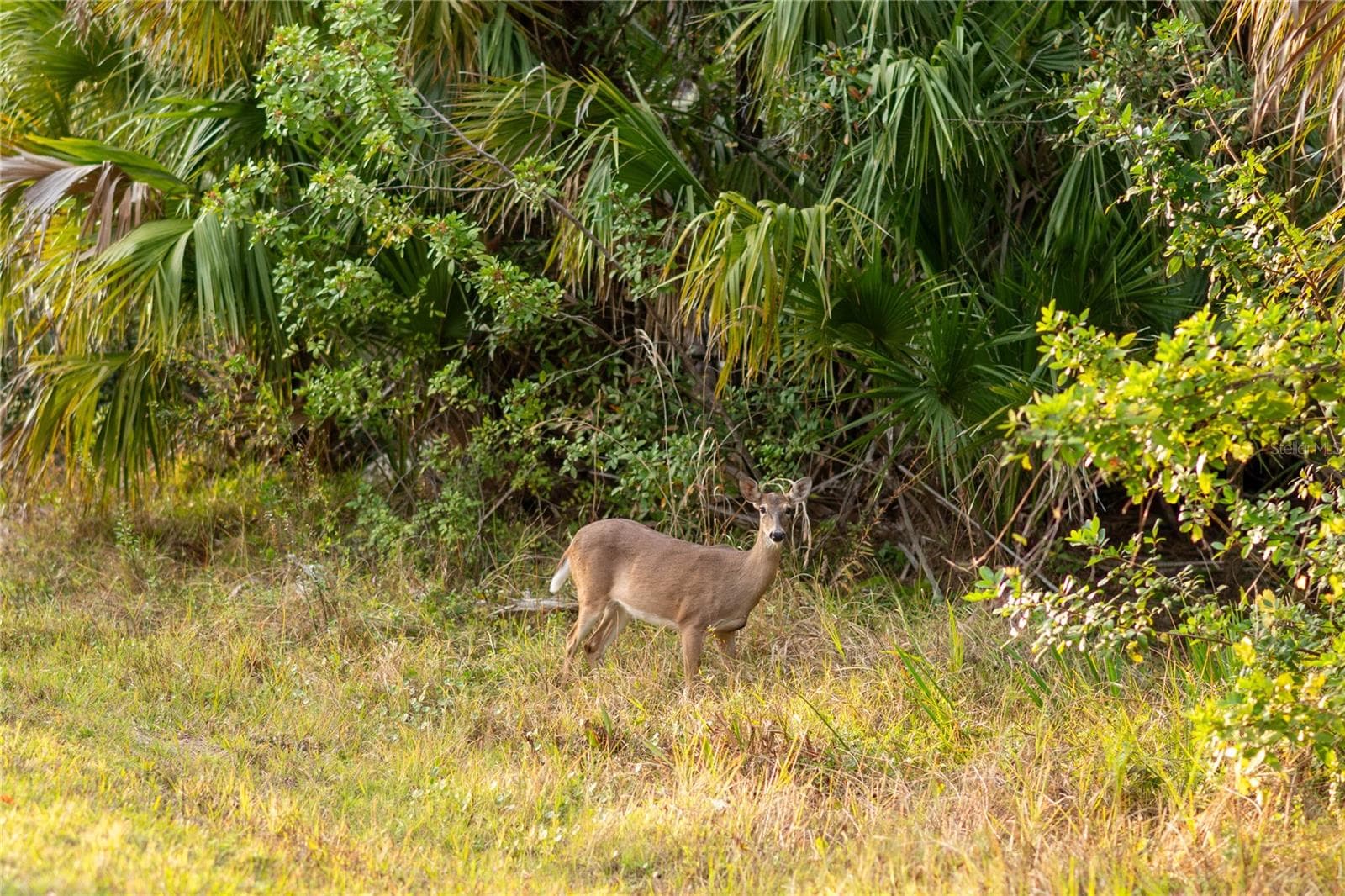 Land at KAMSLER AVE, NORTH PORT, photo 11 of 14