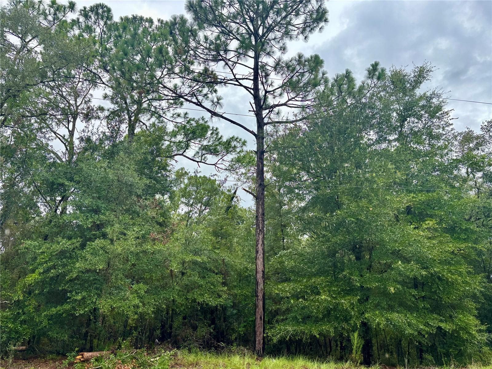 Land at Lot 28 SW 206 CIR, DUNNELLON, photo 3 of 19