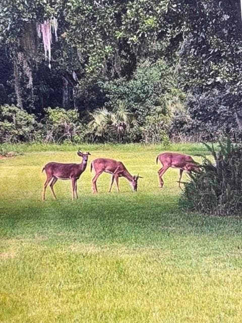 The "Locals" Who Stroll Through - 2300 PINE MEADOWS PL, CHULUOTA