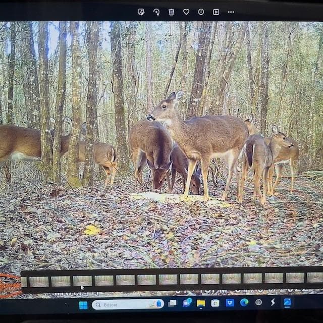 Land at 18233 185TH RD, LIVE OAK, photo 77 of 96