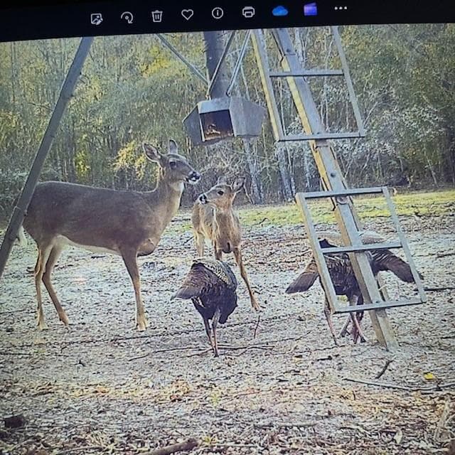 Land at 18233 185TH RD, LIVE OAK, photo 78 of 96
