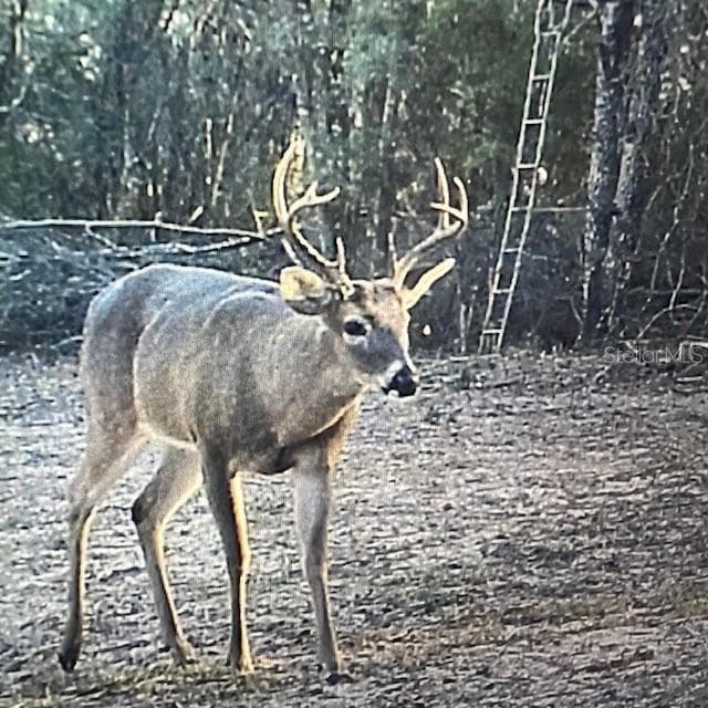 Land at 18233 185TH RD, LIVE OAK, photo 80 of 96