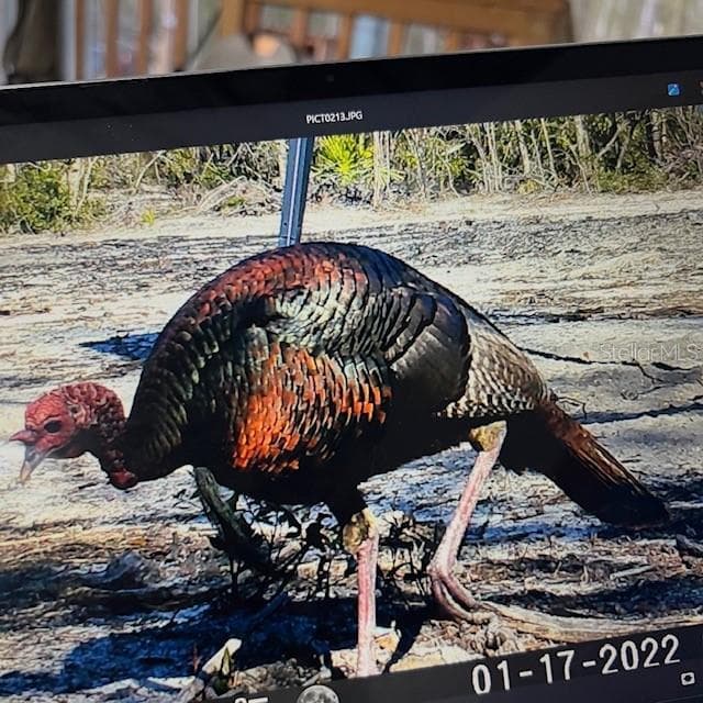 Land at 18233 185TH RD, LIVE OAK, photo 81 of 96