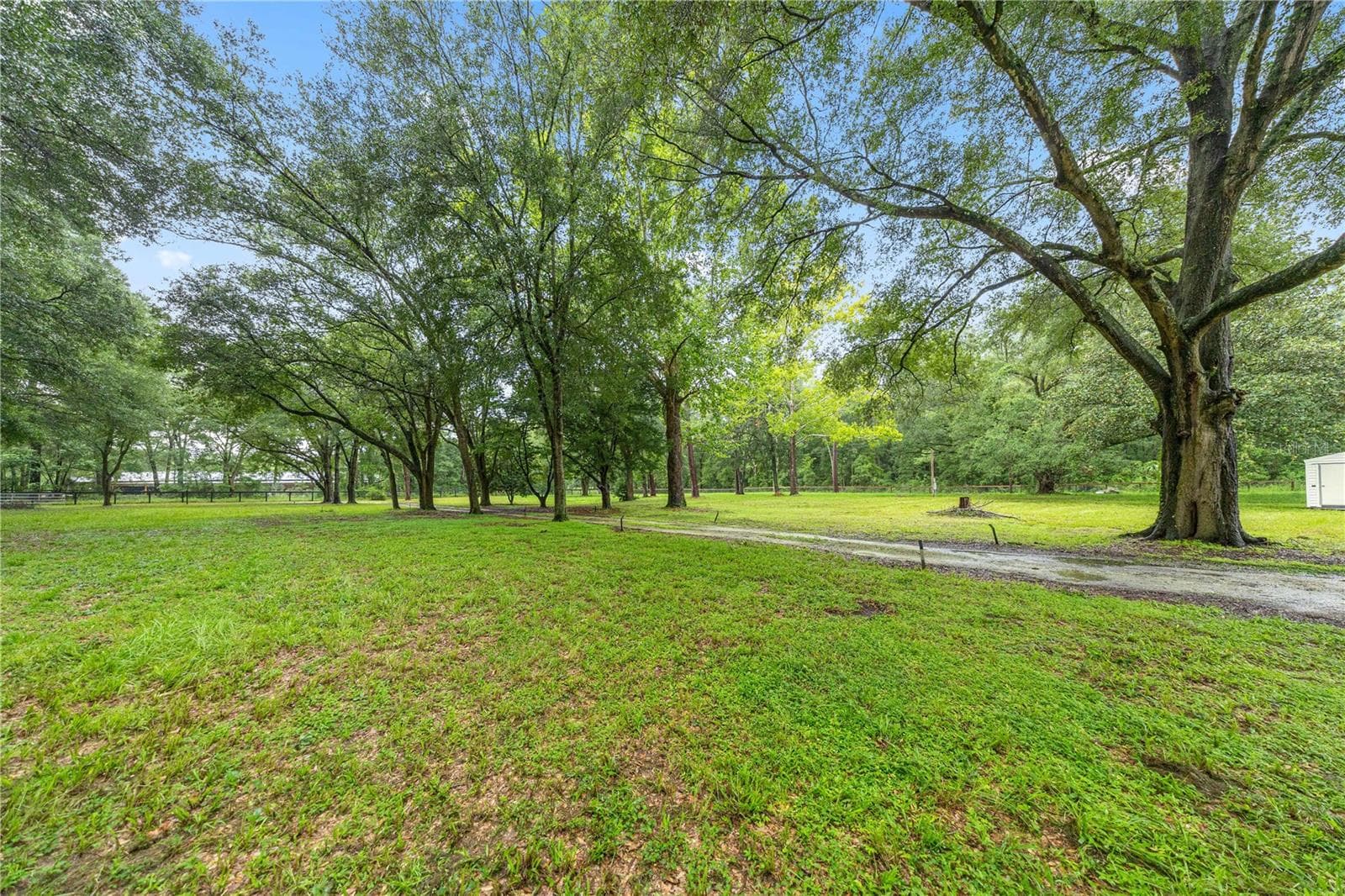 driveway through the gate beautiful trees and open grounds - 13250 NW 160TH AVE, MORRISTON