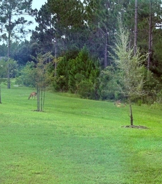 Deer relaxing in the backyard. - 3 NEWHAVEN LN, ORMOND BEACH