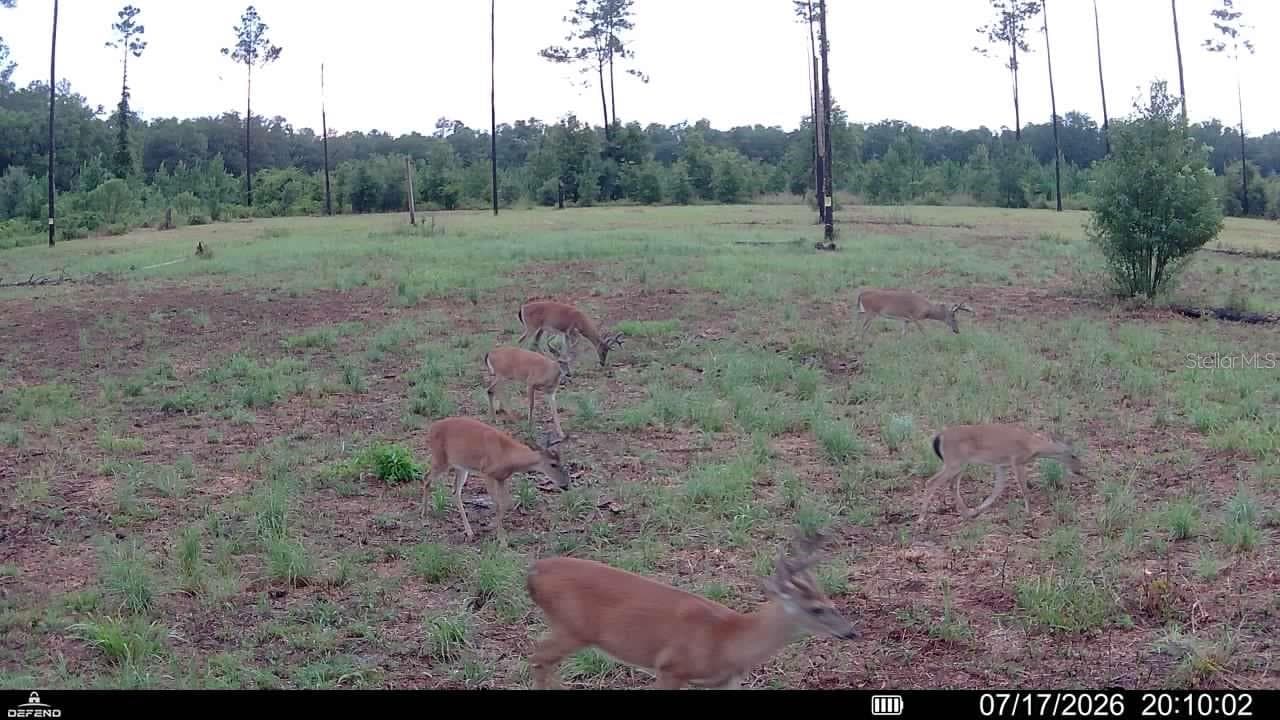 Land at 00 99TH LN, LIVE OAK, photo 12 of 52