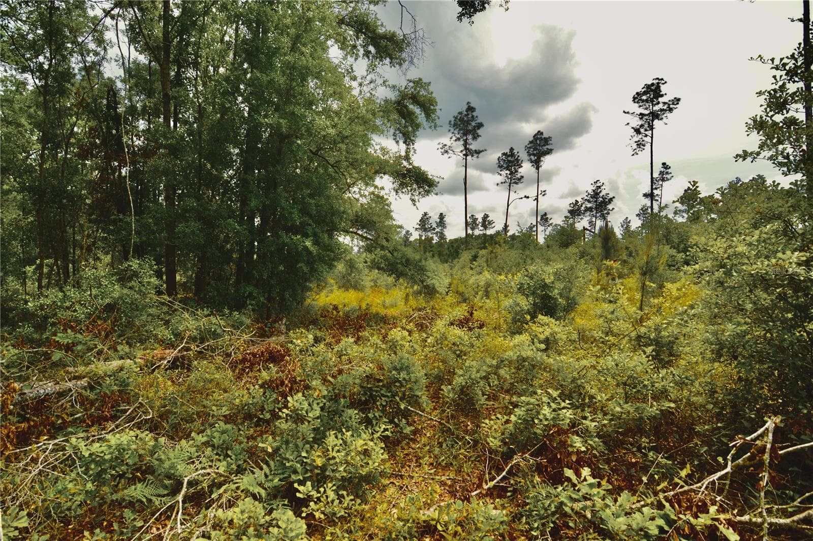 Land at 00 99TH LN, LIVE OAK, photo 45 of 52